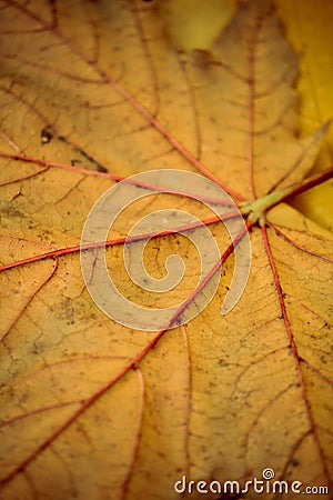 Autumn Yellow Maple Leaf Texture Stock Photo