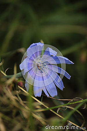 blue calamus flower on green grass Stock Photo