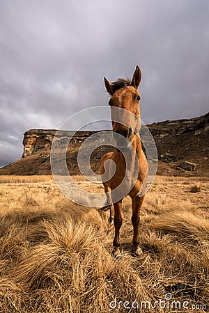 A vertical wide angle close up of a horse in nature Stock Photo