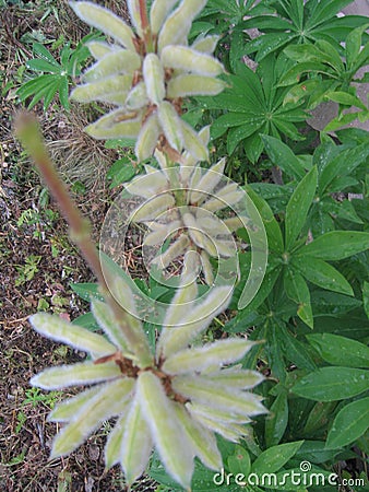 vertical wild plant in central Russia Stock Photo