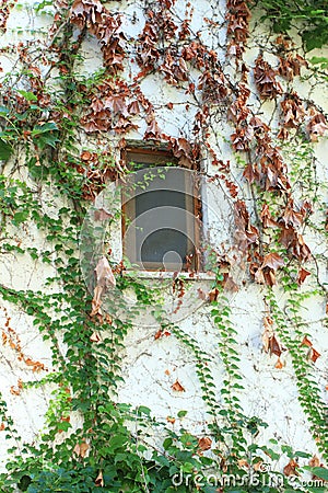 Vertically Landscaped / Gardened wall with window Stock Photo