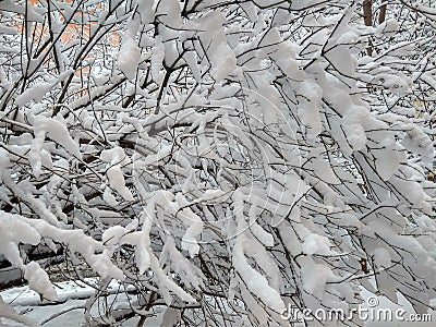 Vertices of trees in winter, covered with snow, close-up Stock Photo