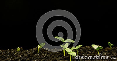 Vervallen groene komkommerplant Timelapse zaadteelt, Closeup nature agriculture shot Groentekieming stock footage Vervallen groene komkommerplant Timelapse zaadteelt, Closeup nature agriculture shot Groentekieming stock footage
