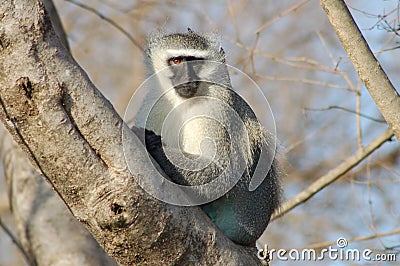 Vervet monkey Stock Photo