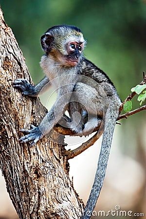 Vervet monkey Stock Photo