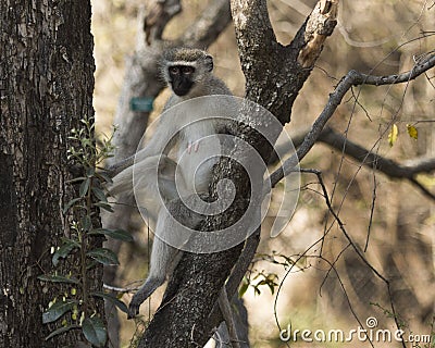 Vervet monkey, Cercopithecidae Stock Photo