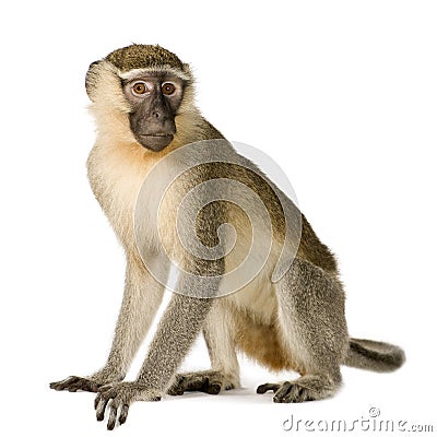 Vervet Monkey - Chlorocebus pygerythrus Stock Photo