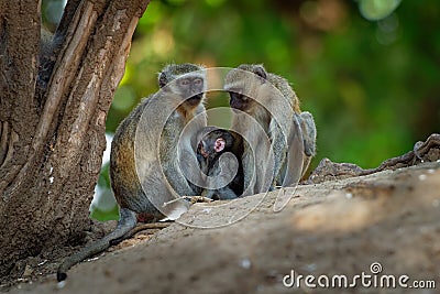 Vervet Monkey - Chlorocebus pygerythrus - family with parents and children of monkey of the family Cercopithecidae native to Stock Photo