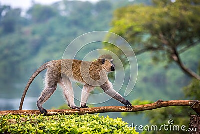 Vervet monkey, chlorocebus pygerythrus in Jinja, Uganda. Stock Photo