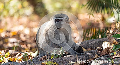 Vervet monkey Chlorocebus pygerythrus in Zimbabwe Stock Photo