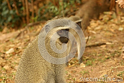 Vervet Monkey male Stock Photo