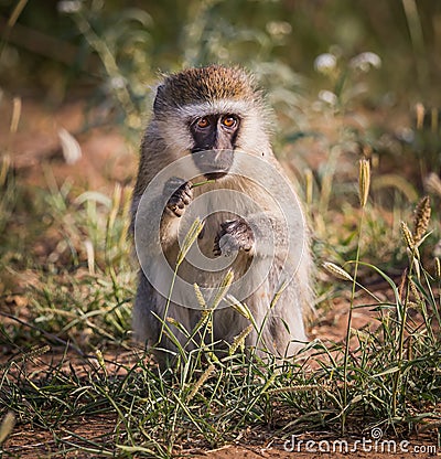 Vervet monkey in Samburu Game Preserve, Kenya; Specie Chlorocebus pygerythrus family of Cercopithecidae Stock Photo