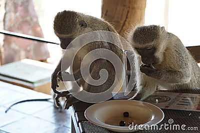 Vervet Monkeys stealing olives from the plate Editorial Stock Photo
