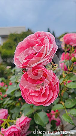 a very amazing rose growing in front of the yard Stock Photo