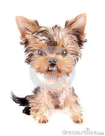 Very angry Puppy Stock Photo