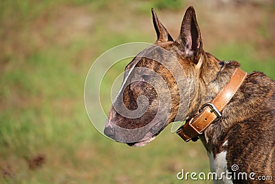 A very attentive bull terrier dog with a leather collar Stock Photo