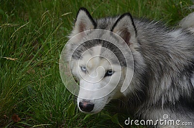 Very Attentive Siberian Husky Stock Photo