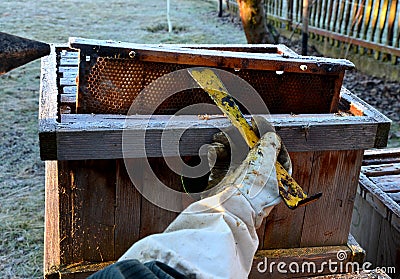 Very bad winter, a lot of hives this winter and died. frozen honeycombs and hives covered with hoarfrost. The beehives in the gard Stock Photo