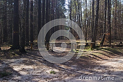 Road in forest Stock Photo