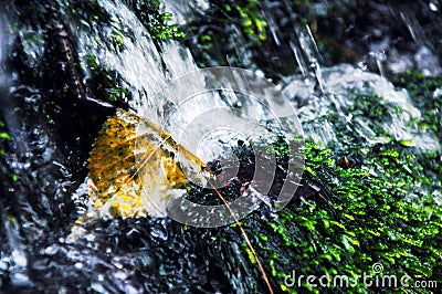 Very beautiful artificial waterfalls with living water and growing moss. Water flows from above Stock Photo