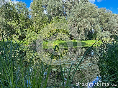 very beautiful bank of the Berezina river in summer Stock Photo