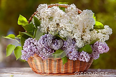 Very beautiful basket of white and purple lilacs Stock Photo