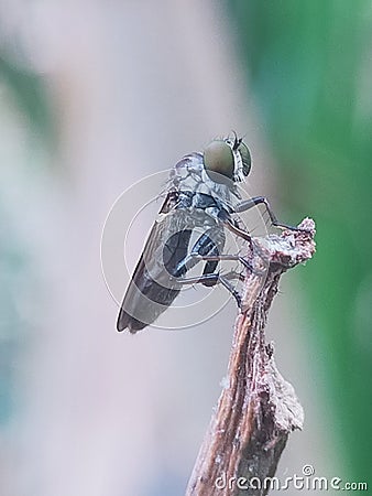 very beautiful black flies Stock Photo