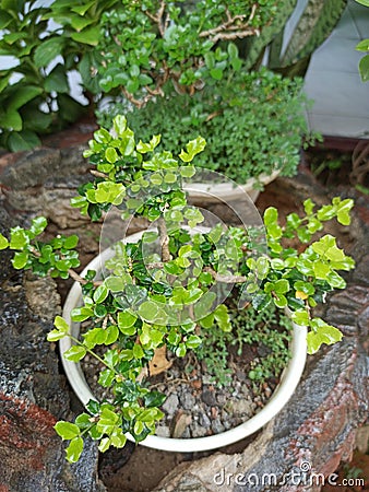 This is a very beautiful bonsai because it is well cared for Stock Photo