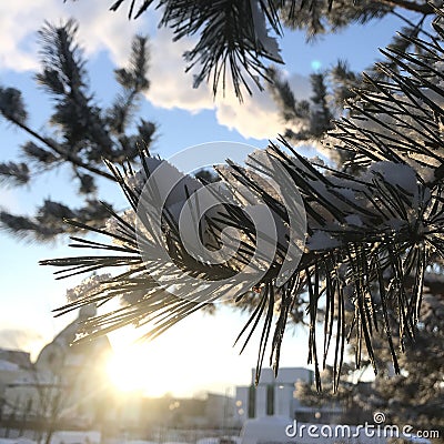 Very beautiful branch with sun Stock Photo