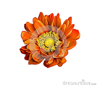 Very beautiful bright orange flower, isolated on Stock Photo