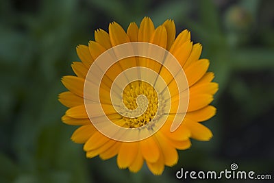 Very beautiful chrysanthemums, yellow bud for the holiday, in hot summer weather Stock Photo