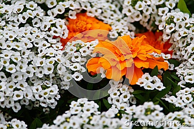 Very beautiful city flowerbed. White delicate flowers surround a bright and colorful large flower Stock Photo