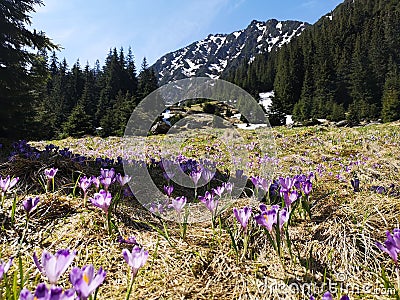 Beautiful Crocus flower in the mountain Stock Photo