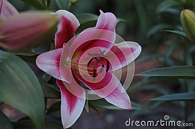 Very beautiful daylily mystical flower, suitable for a background on a PC, or any other device.. Stock Photo