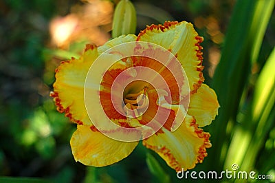 Very beautiful daylily mystical flower, suitable for a background on a PC, or any other device.. Stock Photo