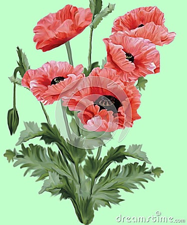 Very beautiful drawing of red poppies, grunge background, suitable for the background, abstraction Vector Illustration