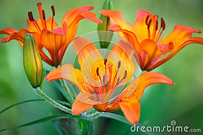 Very beautiful flower lily Stock Photo