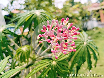 Very beautiful flowers and very pretty colors and definitely very attractive to the eye Stock Photo