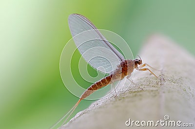 Very beautiful mayfly Stock Photo