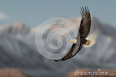 A very beautiful moment in nature. Great eagle in flight over high mountains. Blue sky in the background. Stock Photo