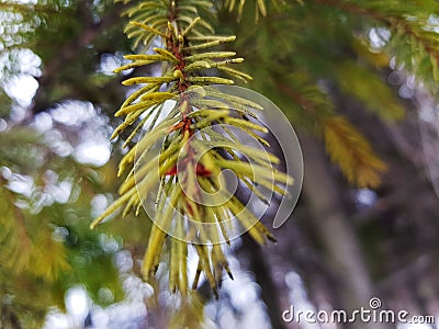Beautiful needles and needles of a Christmas tree or pine on a branch Stock Photo