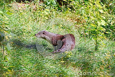 Very beautiful otter Stock Photo