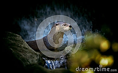 Very beautiful otter in the water under a waterfall Stock Photo