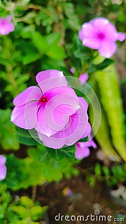 very beautiful pink flowers in the yard Stock Photo