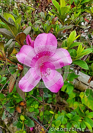 impatient pink flower is very pretty Stock Photo