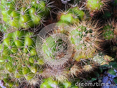 very beautiful prickly cactus flower in the photo from a top view Stock Photo