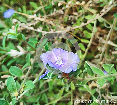 Very beautiful purple flowers suitable for the front of the house Stock Photo