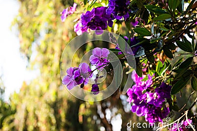 Beautiful Purple Melastoma Candidum flowers bush Stock Photo