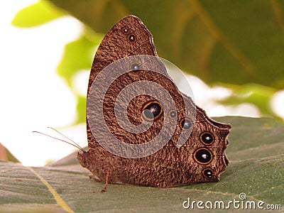 Very beautiful Rare Butterfly in Rare color. Stock Photo