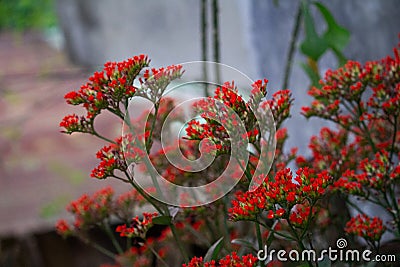 Very beautiful red flowers in the garden. Stock Photo